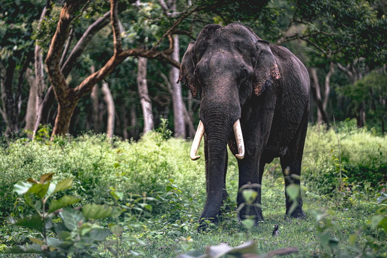 Wild Life Safari