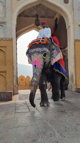India Karni journeys — photograph 123