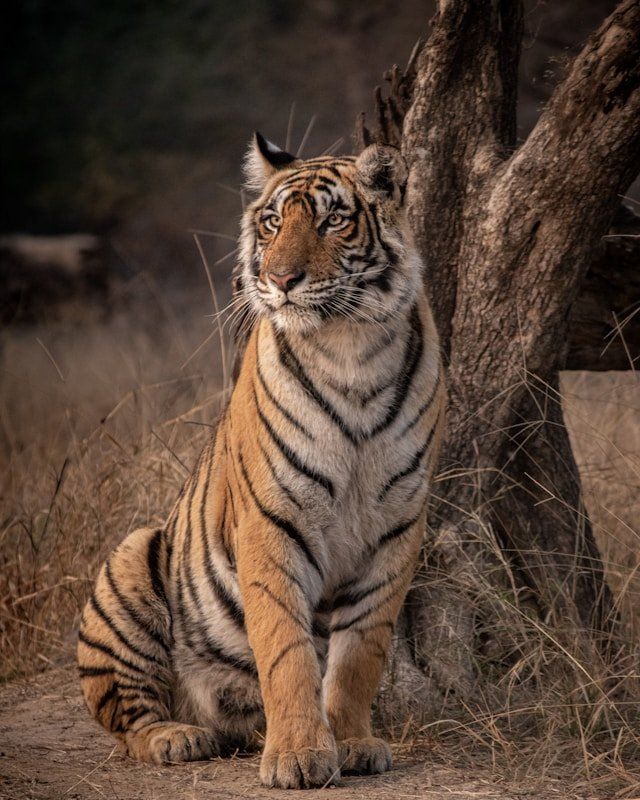 Sariska Tiger Reserve Safari Guide: Zones, Timings and Tiger Odds