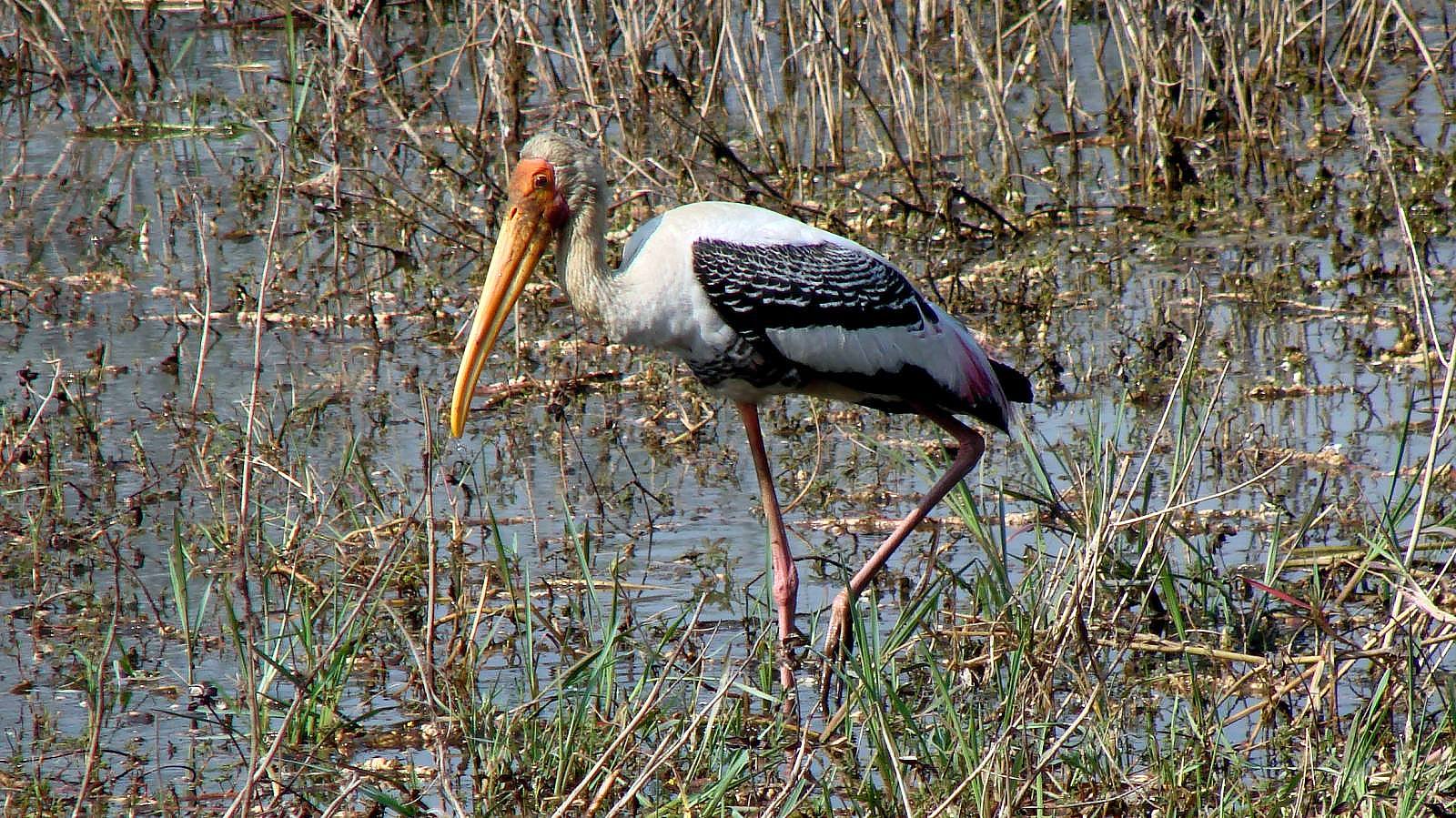 On to Keoladeo National Park, Bharatpur