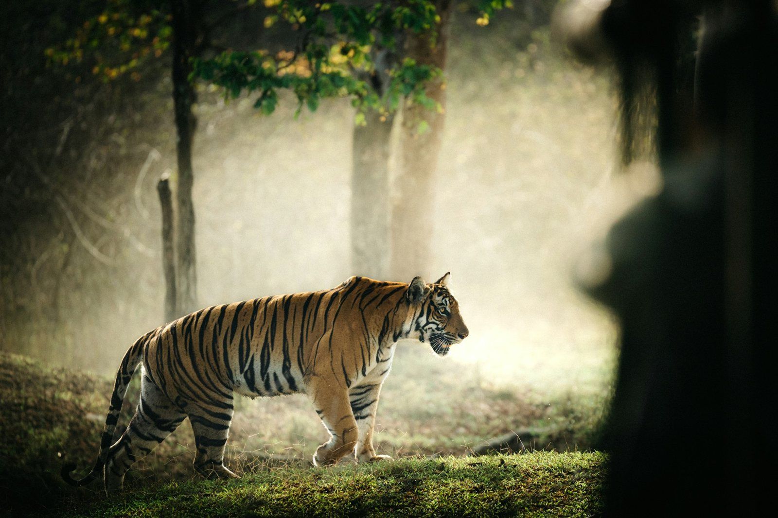 India’s alluring – Ranthambhore National Park
