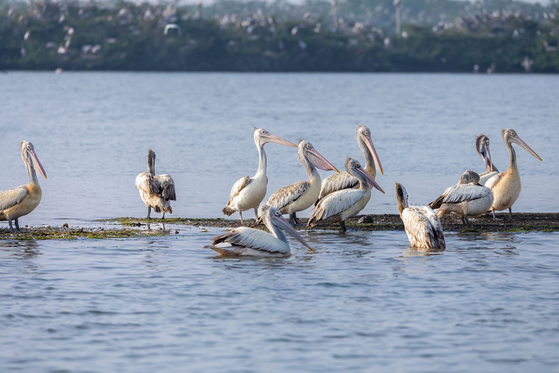Kumarakom / Alleppey - 30 kms (40 minutes’ drive)