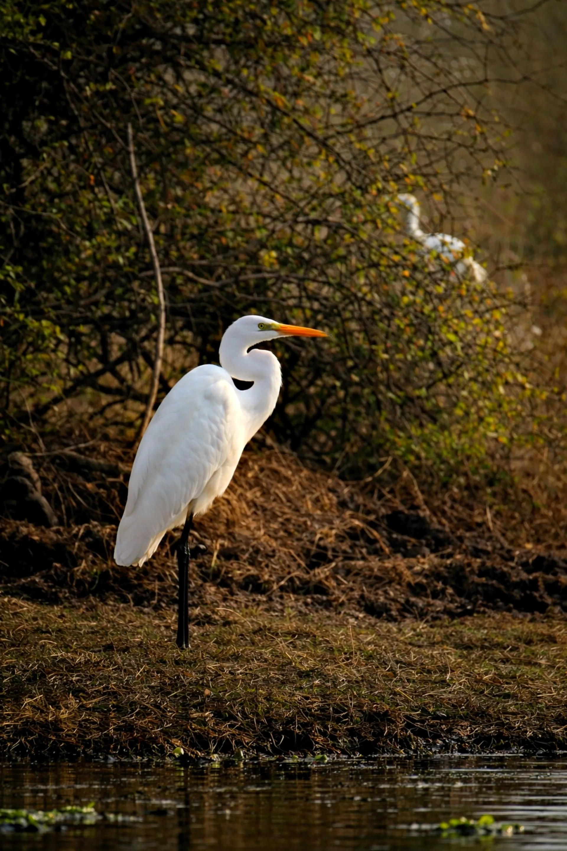 Keoladeo National Park