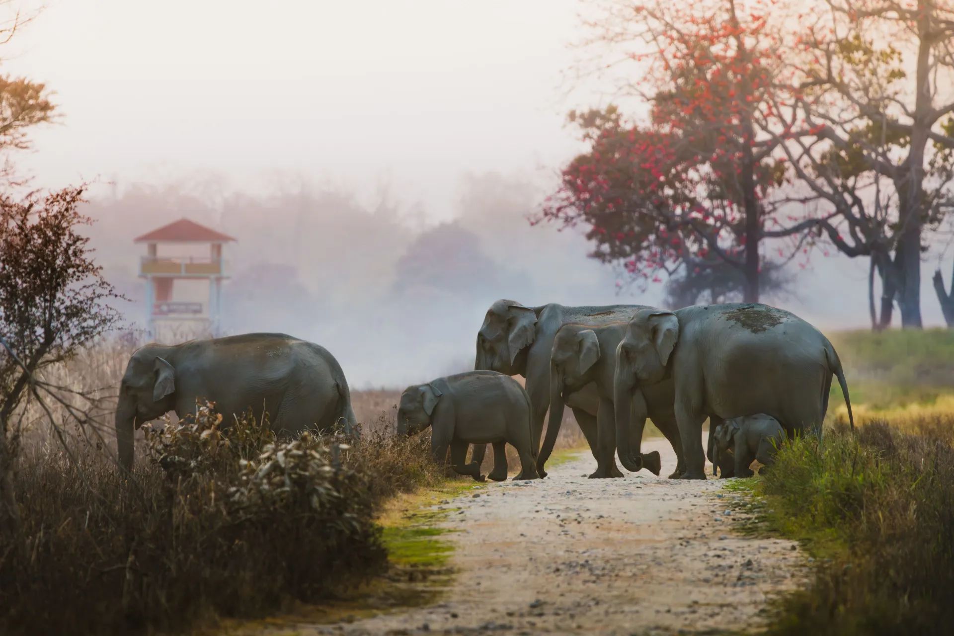 Jim Corbett National Park