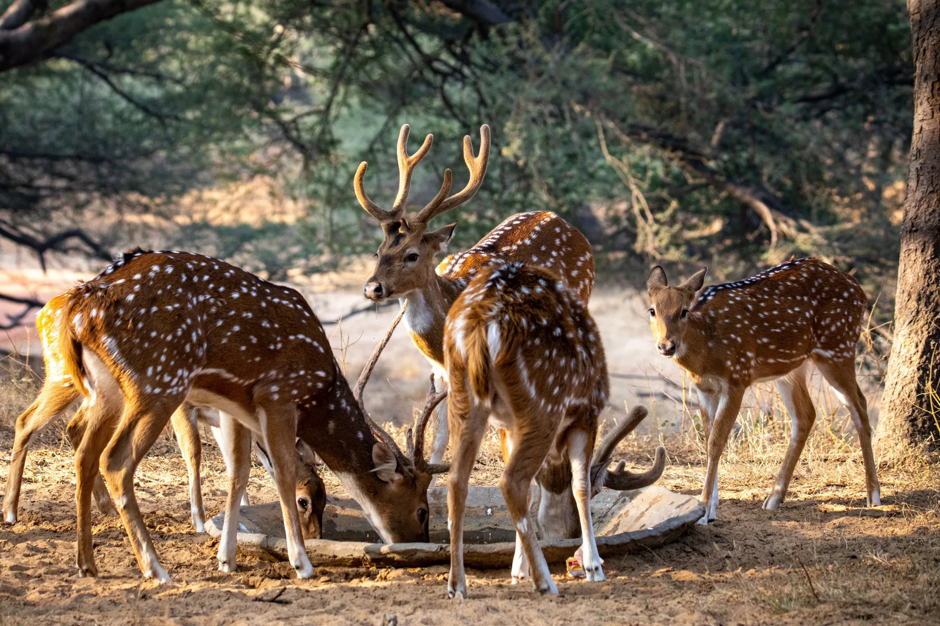 Farewell beautiful Bandhavgarh, as you head to Kanha National Park