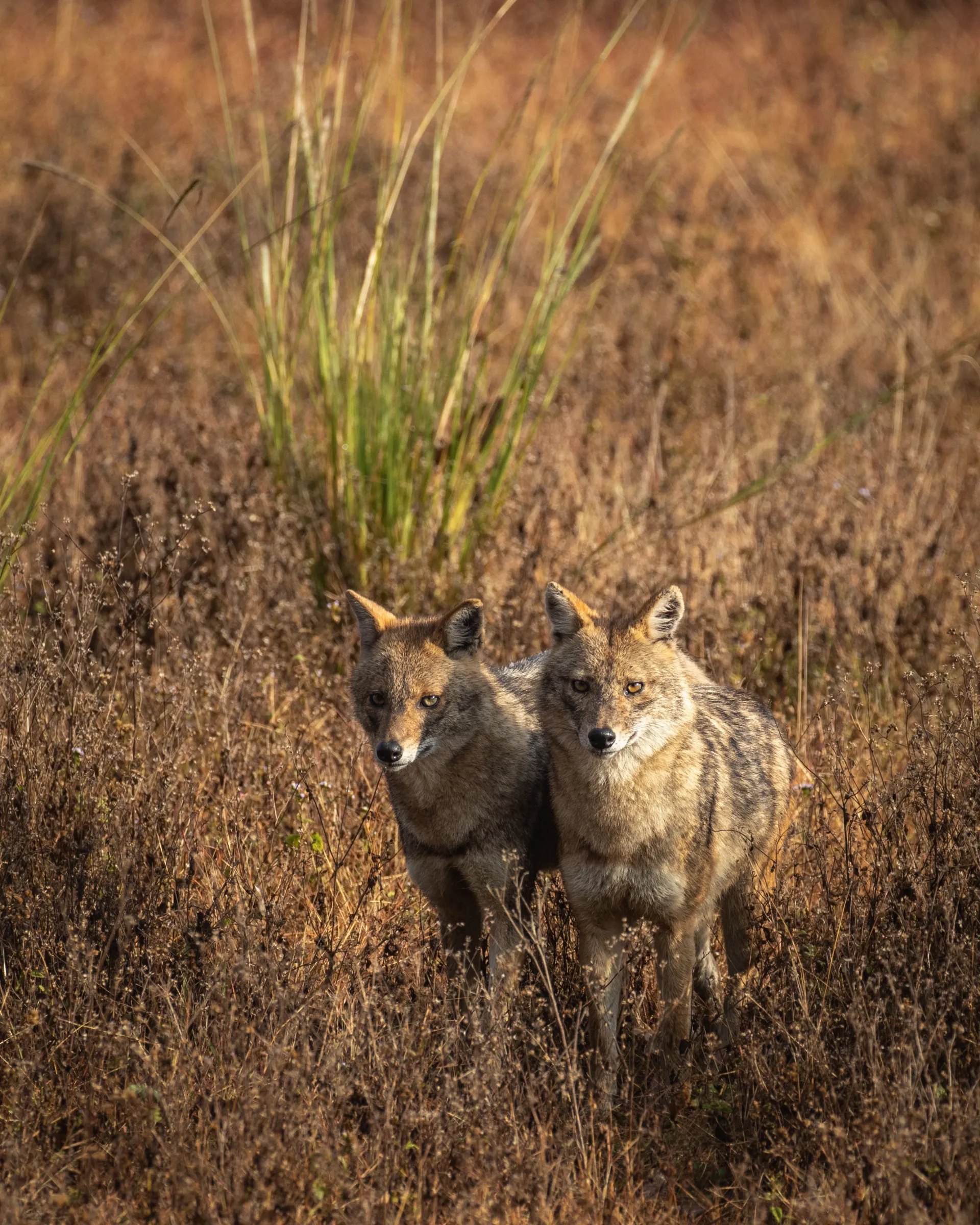 The breathtaking Kanha National Park