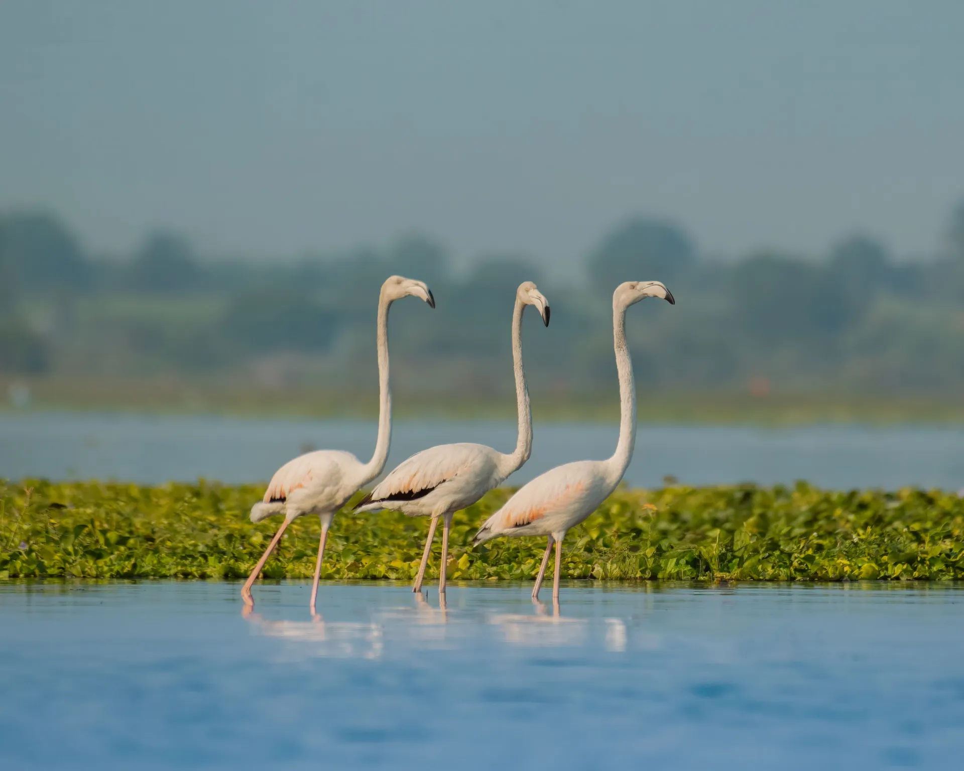 Bid farewell to the Land of Tigers as you head to Keoladeo National Park