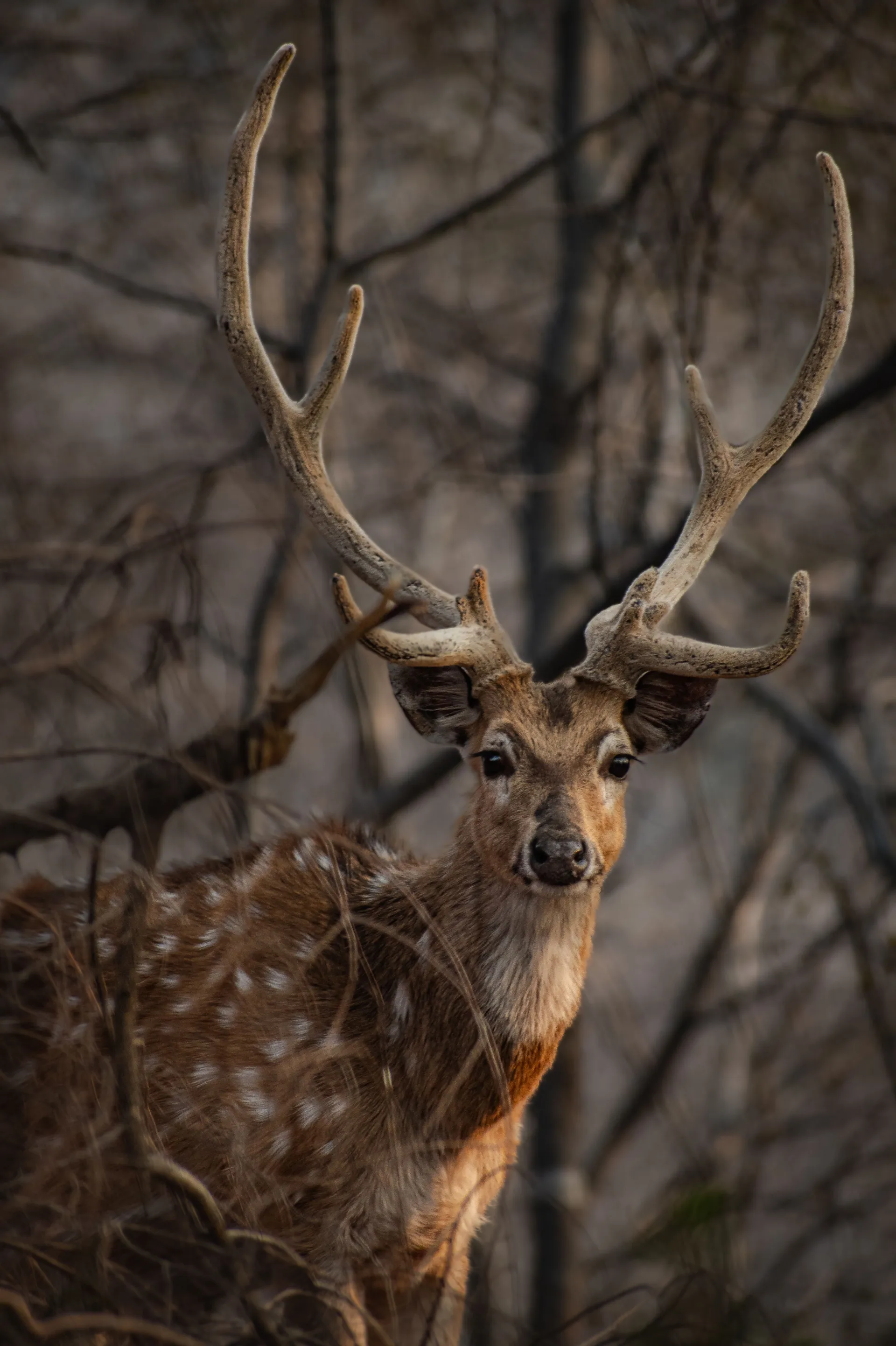 The Tiger’s Haven - Bandhavgarh