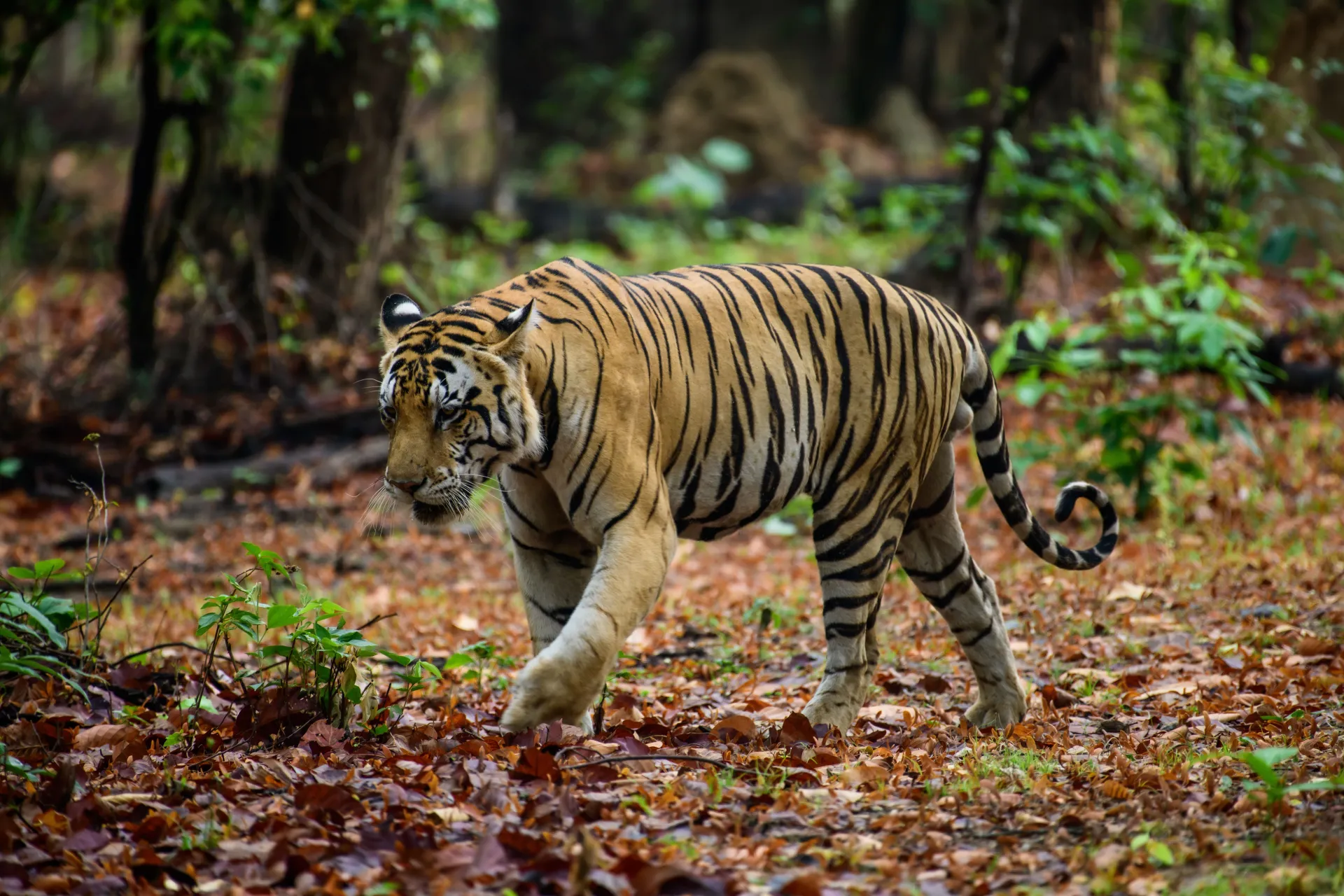 Picturesque Pench National Park