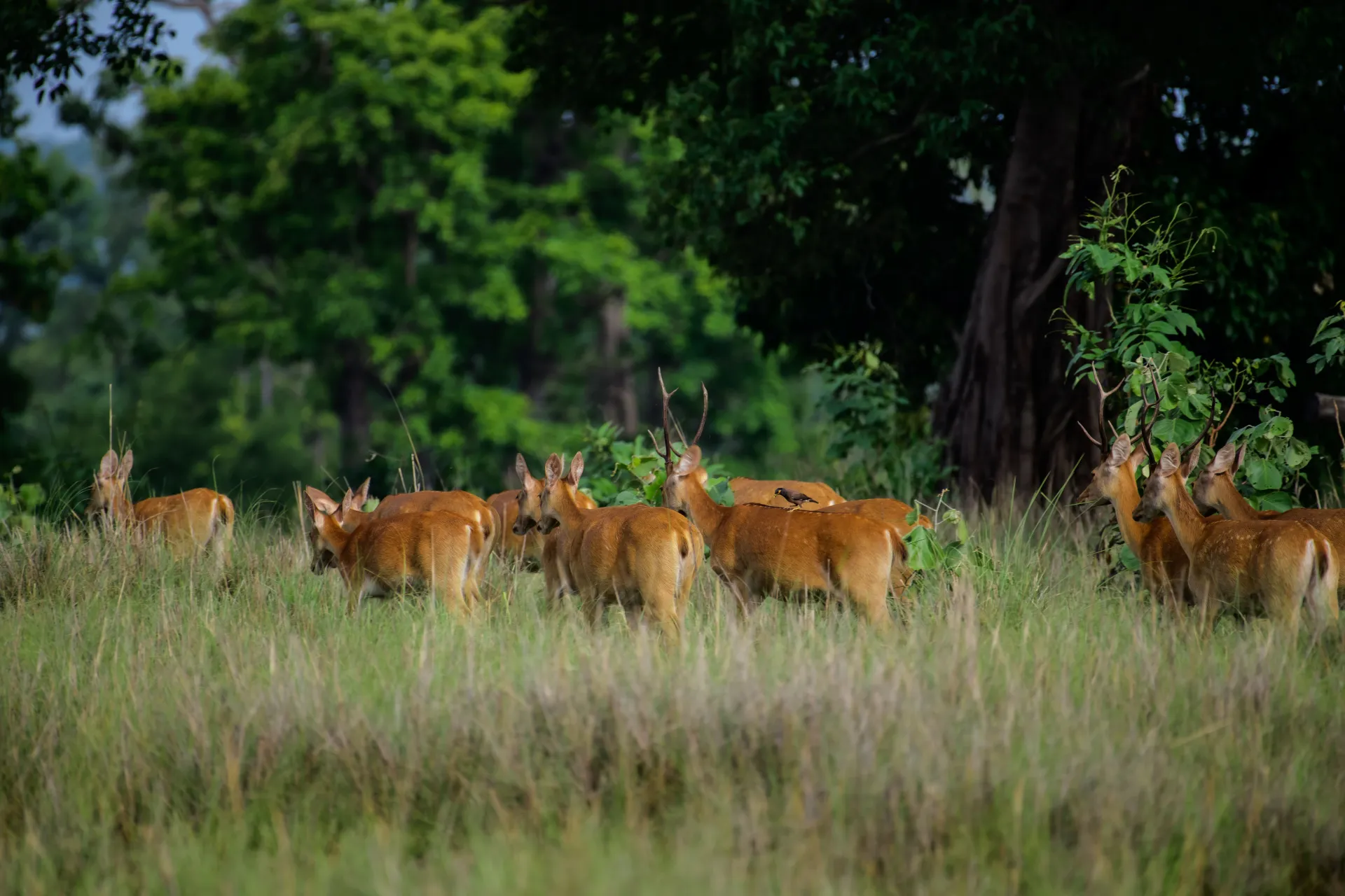 Picturesque Pench National Park
