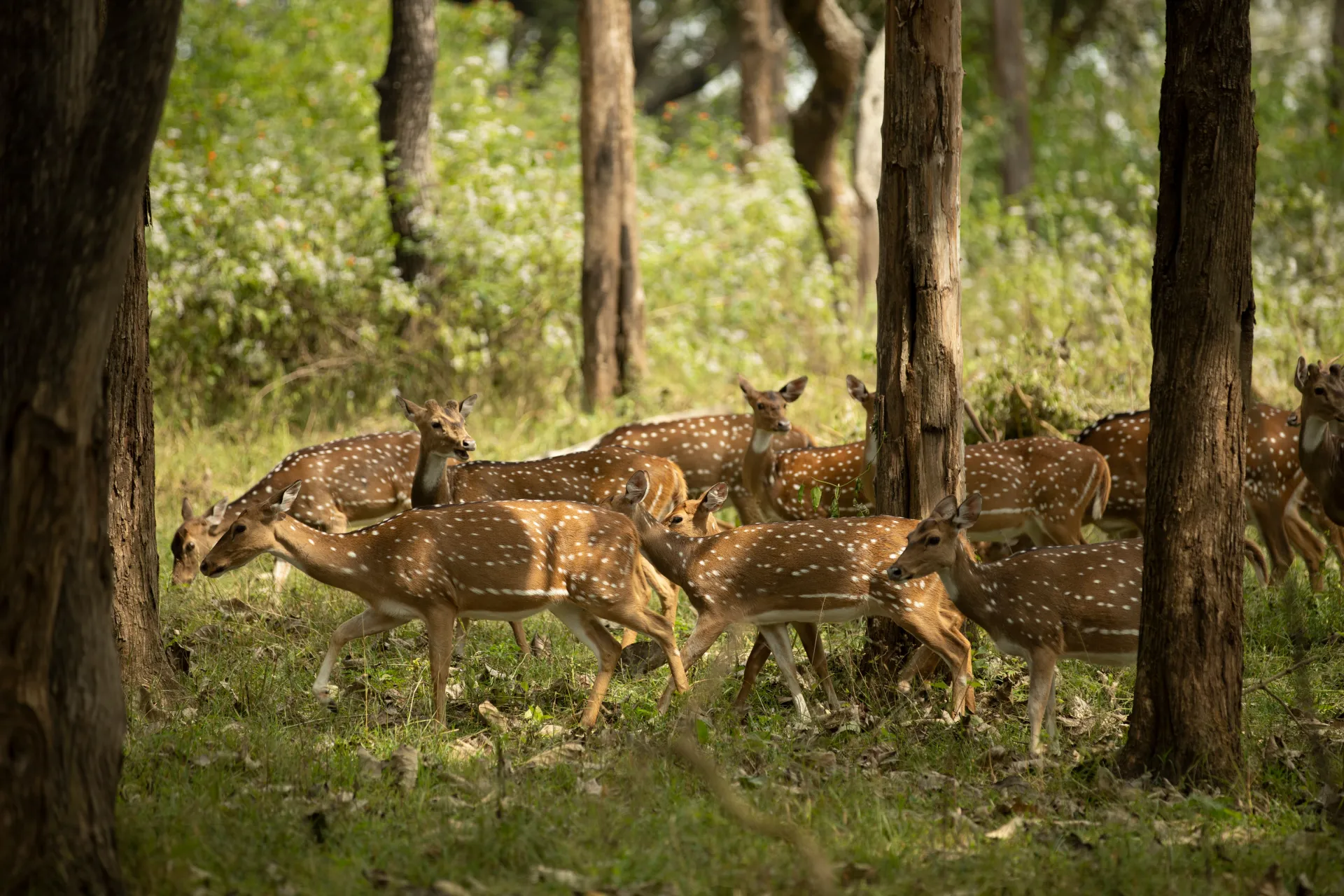 Farewell beautiful Bandhavgarh, as you head to Kanha National Park