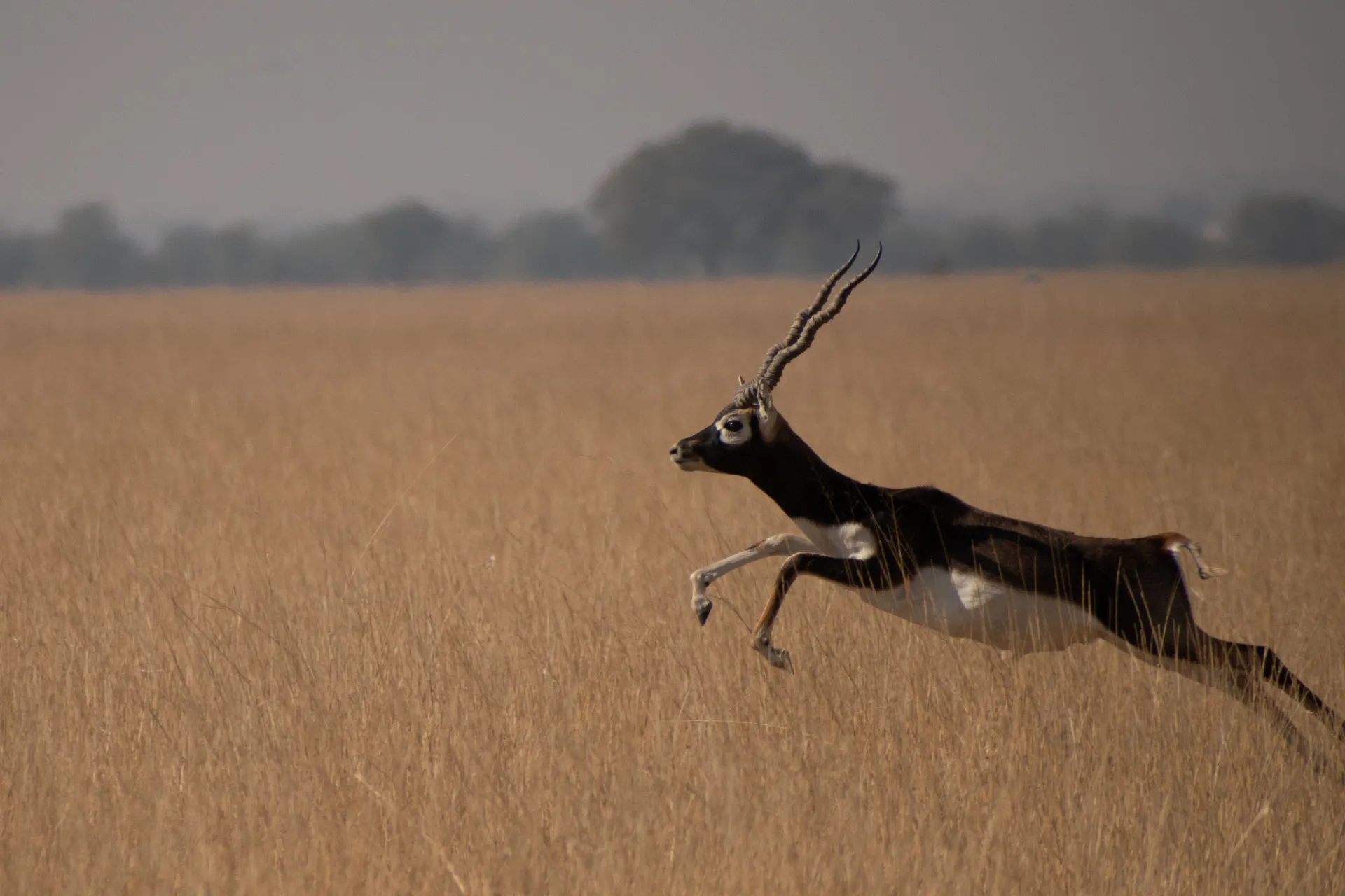 Velavador – Blackbuck National Park