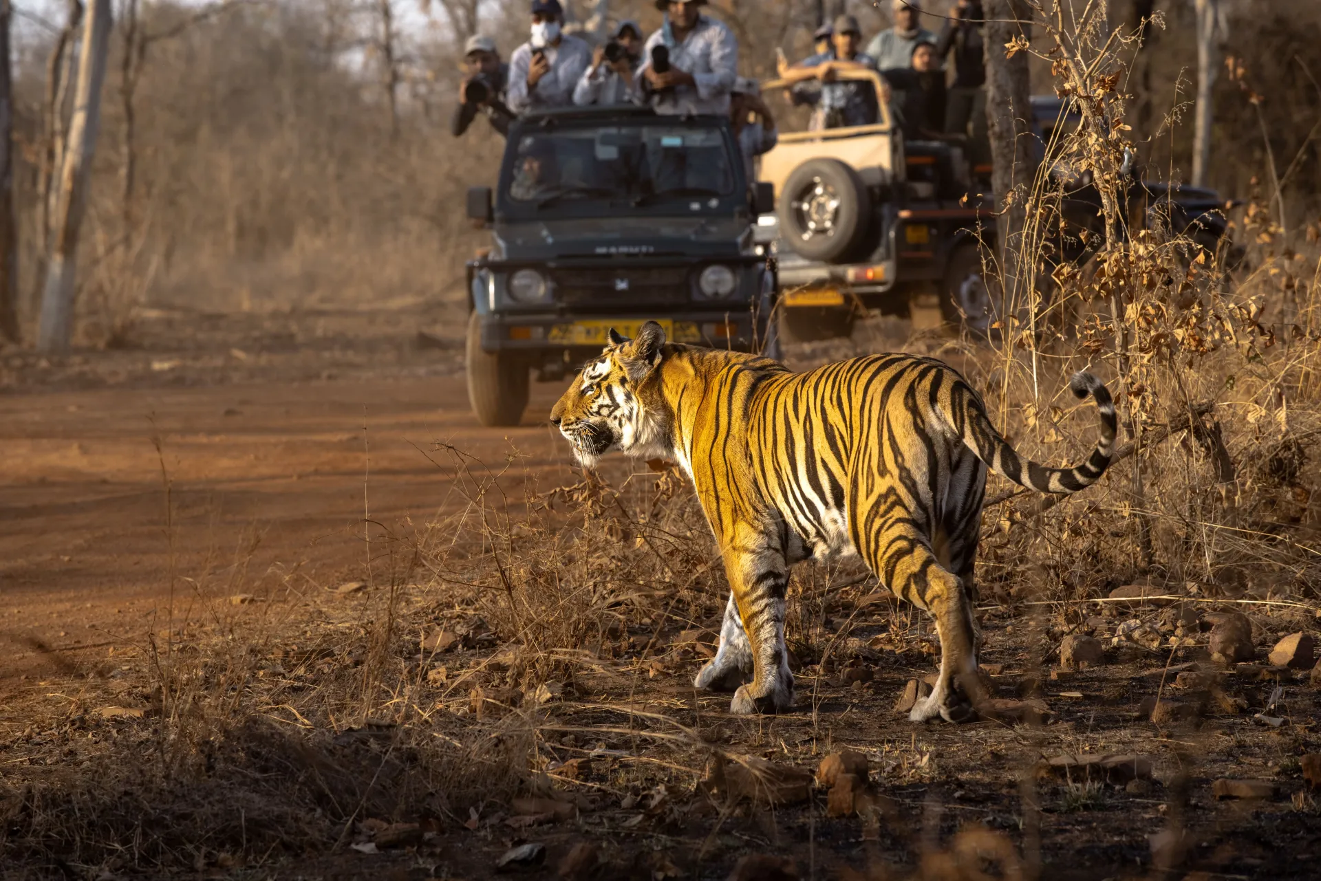 Onto the alluring Ranthambore