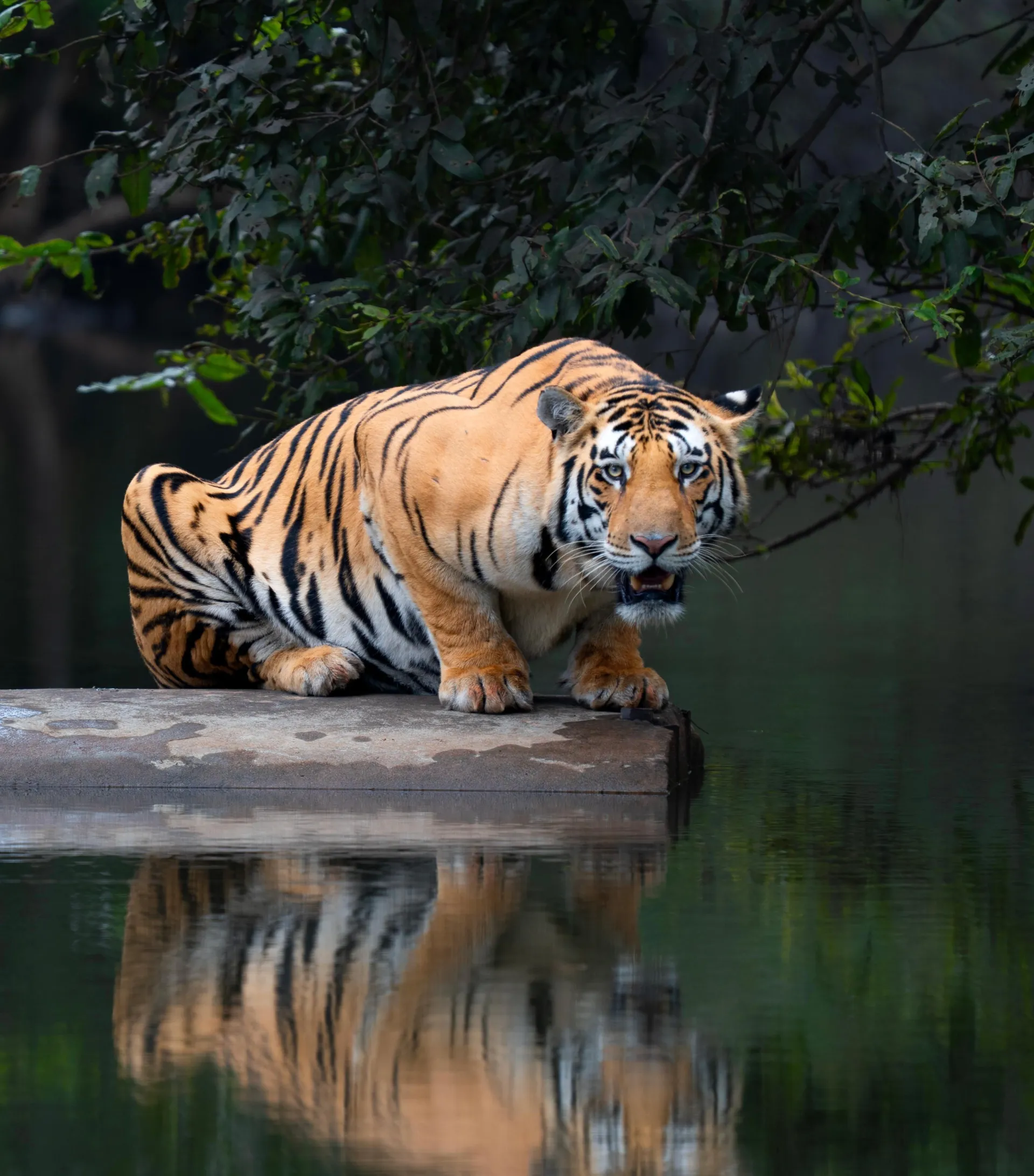 India’s alluring – Ranthambhore National Park