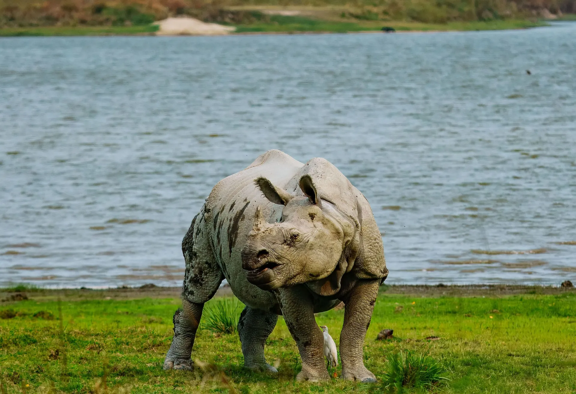 Kaziranga