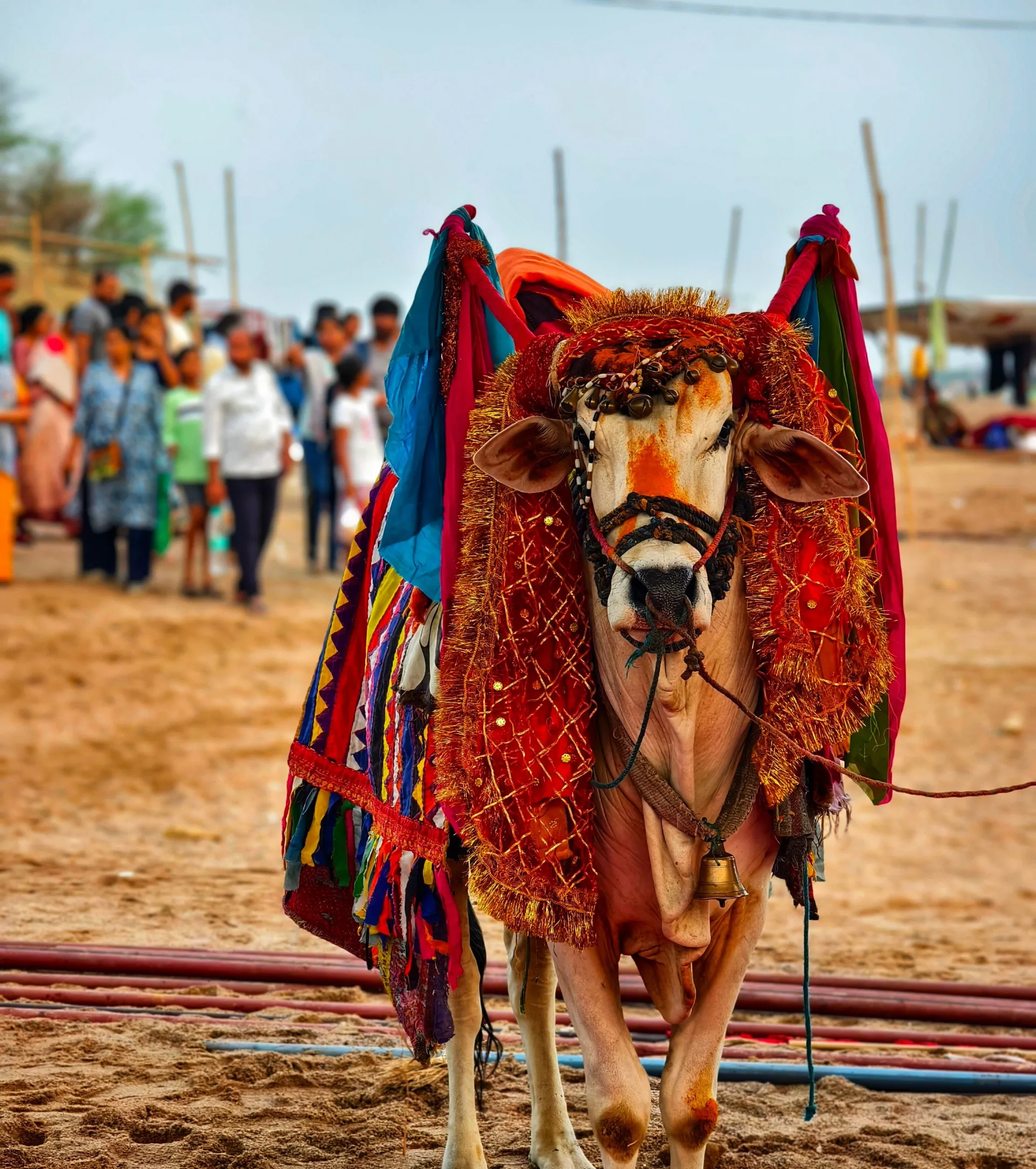 Nagaur Fair (Ramdeoji Cattle Fair)